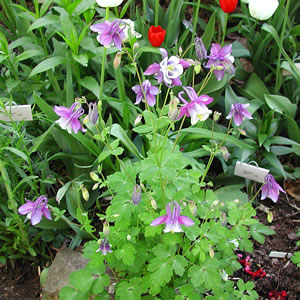 Aquilegia hybrida Bunting